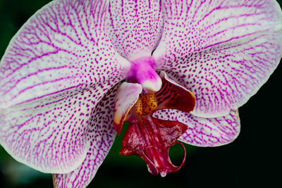 Close-up of pink flower