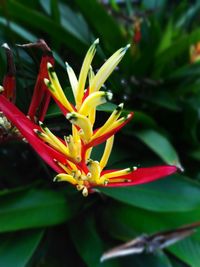 Close-up of flower