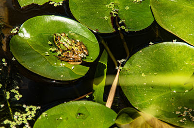 High angle view of leaves floating on pond