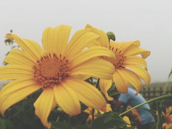 Close-up of yellow flowering plant