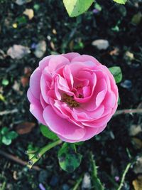 Close-up of pink rose blooming outdoors