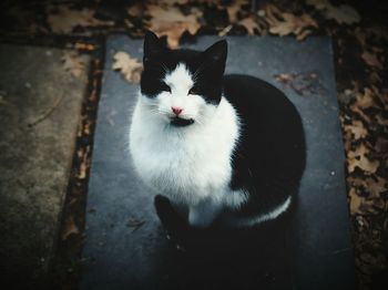 Portrait of cat on field