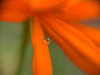 Close-up of wet orange flower petal