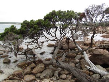 Trees growing on shore against sky