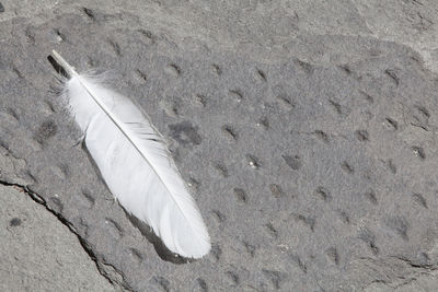 Close-up high angle view of feather