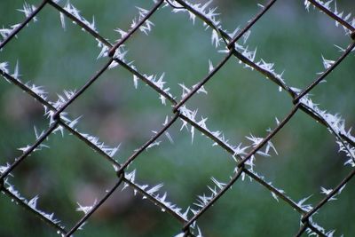 Close-up of snow on chainlink fence