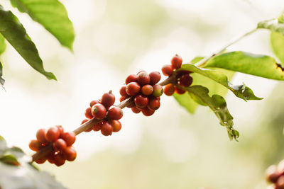 Close-up of berries growing on tree