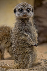 Close-up of alert meerkat