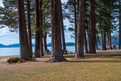 Trees by lake against sky