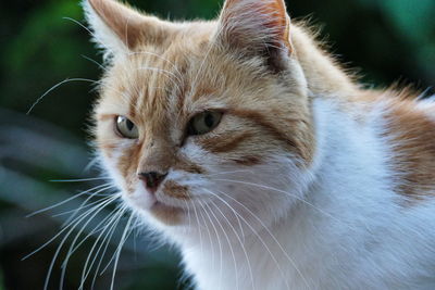 Close-up of cat looking away