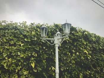 Low angle view of trees against sky