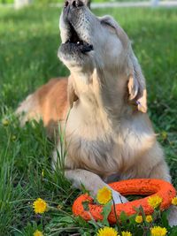 View of dog sitting on field