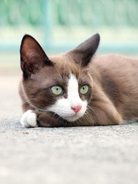 Close-up portrait of cat