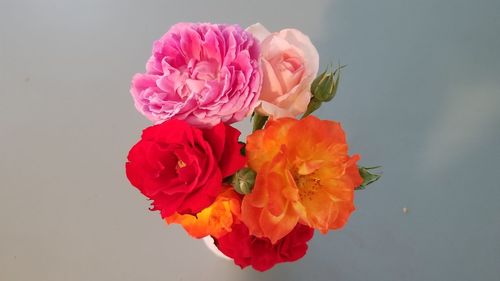 Close-up of pink rose against white background