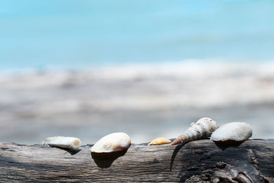 Close-up of shells on beach