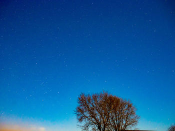 Low angle view of trees against clear blue sky