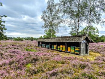 View of purple flowering plants on field