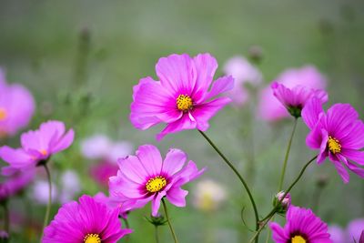 High angle view of pink cosmos flowers blooming at park