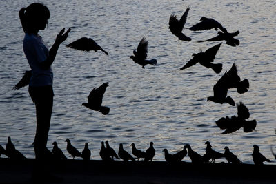 Silhouette woman using mobile phone by birds flying over sea