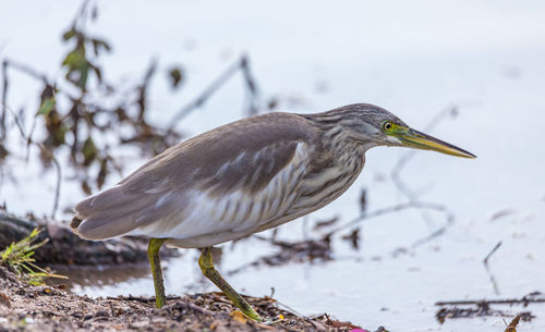 Close-up of bird perching on a lake