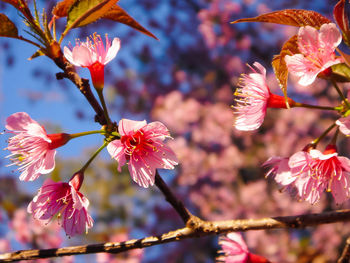 Close-up of pink cherry blossoms on branch