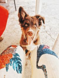 Portrait of dog standing outdoors