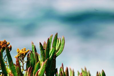 Close-up of succulent plant against sky