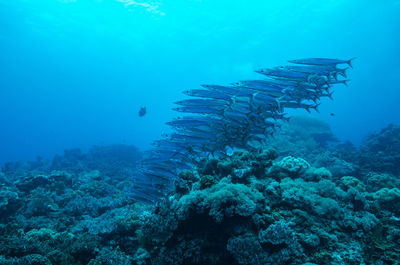 Fish swimming in sea