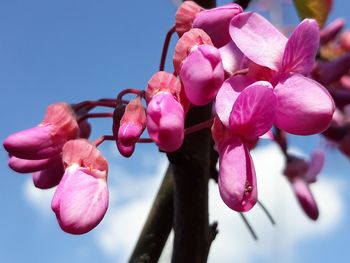 Close-up of pink cherry blossoms against sky