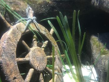 Close-up of plants in water