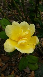 Close-up of yellow flower