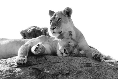 Lion relaxing outdoors