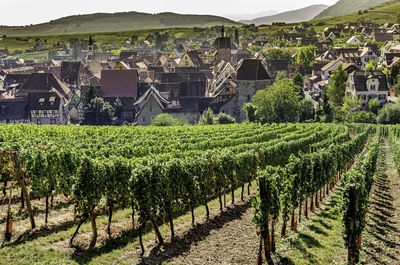 Scenic view of vineyard against buildings