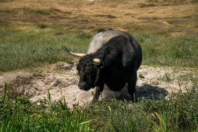 Horse standing in grass