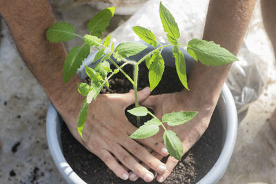 Urban tomato