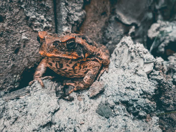 Close-up of lizard on rock