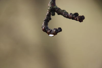 Close-up of drop of water on a twig