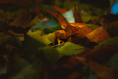 Close-up of dry leaves on field during autumn