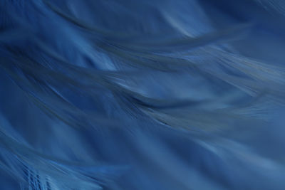 Full frame shot of blue feather