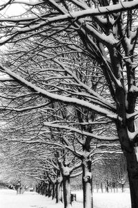 Bare tree in snow