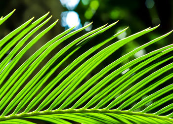 Close-up of palm tree leaves