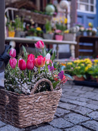 Close-up of pink flowering plant in basket