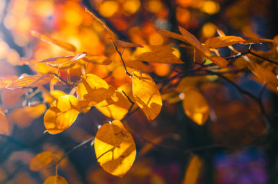 Close-up of yellow flowering plant during autumn