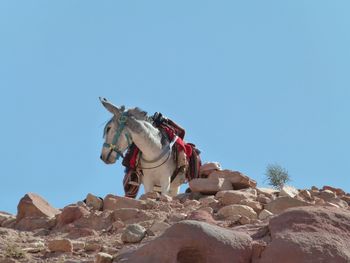 Bedouin donkey 