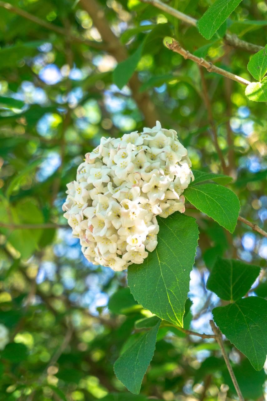 LOW ANGLE VIEW OF WHITE FLOWERING PLANT AGAINST TREE