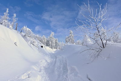 Snow covered plants against sky