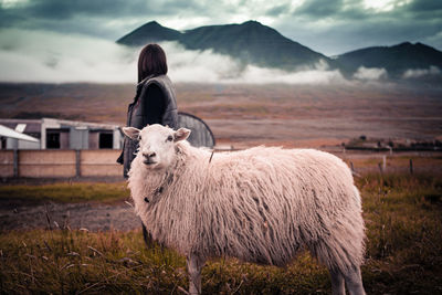 Women standing with a sheep in iceland mountain