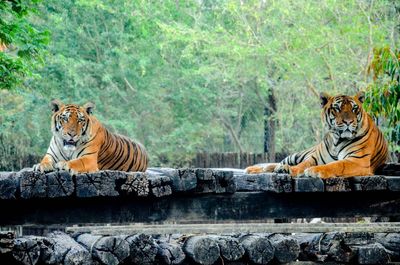 Tigers resting on wood against trees