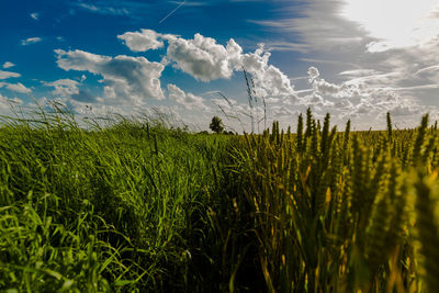 Crops growing on field against sky