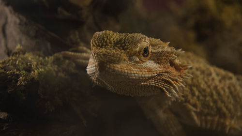 Close-up of lizard